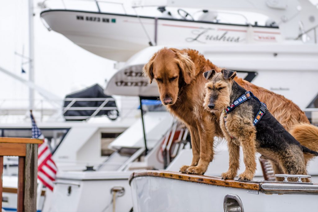 Wuff: Hunde an Bord