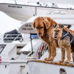 Wuff: Hunde an Bord